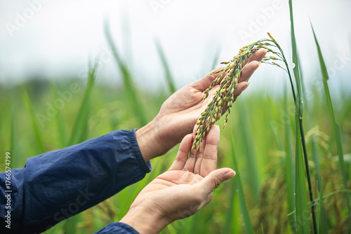 Close-up shot of female hand touching rice in paddy field. Woman's hand touching rice plants on organic farm.