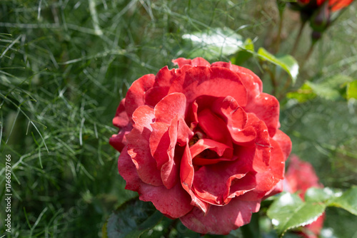 Red garden rose bloom close-up