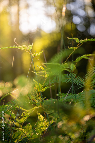 Ferns Bathed in Sunlight: A Serene Natural Scene