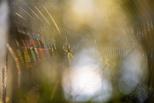 A Spider's Web Illuminated by Sunlight in a Serene Natural Setting