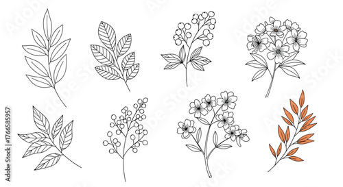 Collection of delicate botanical illustrations featuring leaves, berries, and flowers in a hand-drawn style.