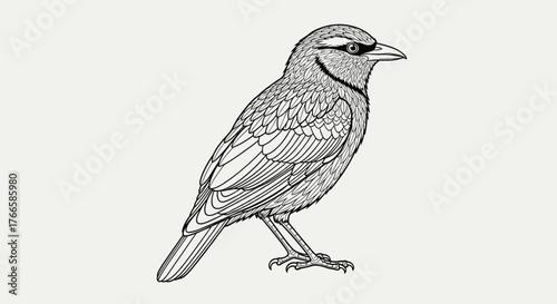 Detailed line drawing of a single bird with intricate feather details against a plain background.