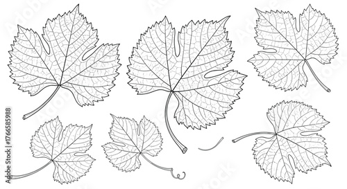 Collection of detailed line drawings of various grape leaves with intricate venation patterns.