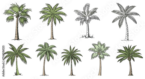 Collection of eight diverse palm tree illustrations in various styles and colors.