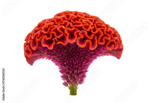 red celosia flower on transparent background