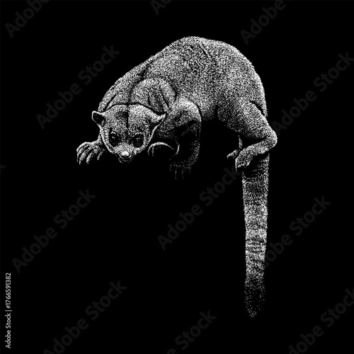 an Olingo, a small nocturnal mammal with a long tail and agile body, depicted in a natural climbing pose. The vintage-style artwork highlights the animal’s soft fur texture.