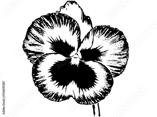 Pansy blooms in illustration