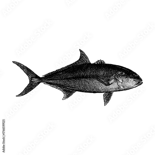 Amberjack fish, showcasing its streamlined body, forked tail, and textured scales. This vintage-style etching highlights the marine beauty and strength of the Amberjack.