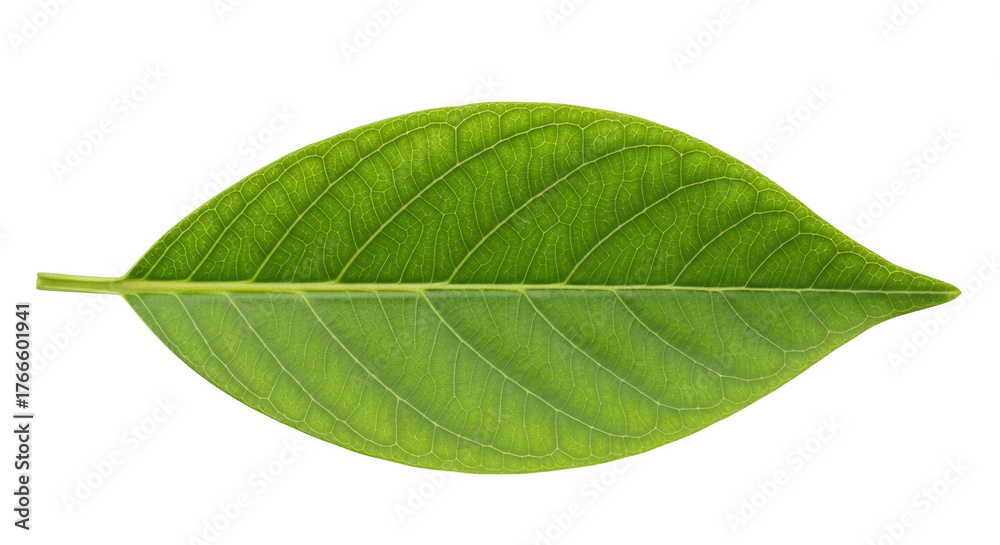 Obraz premium Green leaf isolated on transparent background