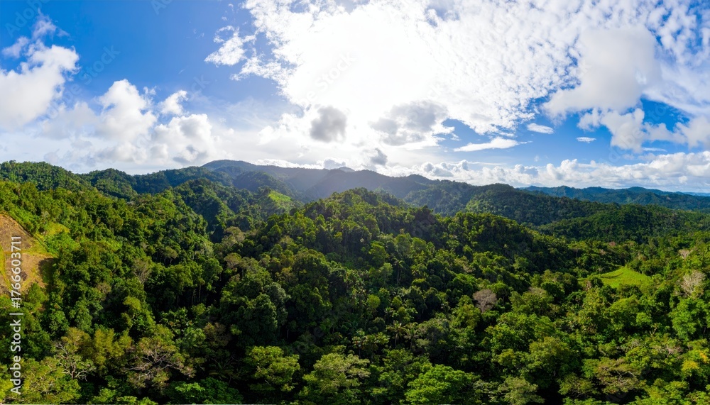 Fototapeta premium banner background of tropical forest landscape scene