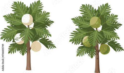 Breadfruit tree illustration, tropical fruit tree, green leaves, ripe breadfruit, botanical drawing, agriculture concept, exotic plant, food source, nature