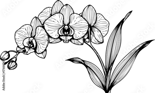 Elegant hand-drawn orchid bloom and leaves art, capturing delicate natural beauty for sophisticated floral designs and botanical projects.