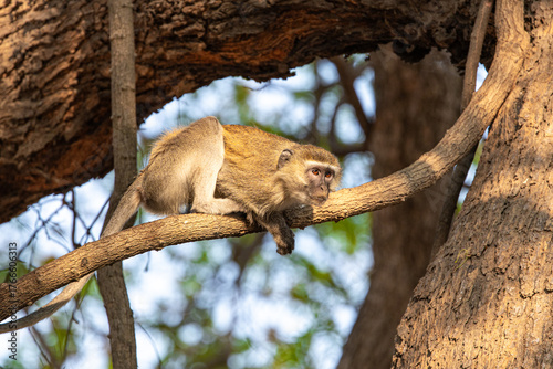 View of a vervet monkey resting on a branch in the warm light of the day, its gaze fixed towards the horizon, Kakumbi, South Luangwa National Park, Zambia.