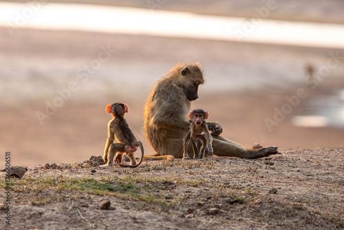 View of a baboon mother and her two young offspring sitting peacefully on a sandy hill bathed in the warm glow of sunset, Kakumbi, South Luangwa National Park, Zambia.