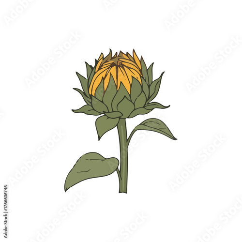 Detailed illustration of a sunflower in full bloom, showcasing its petals and leaves.