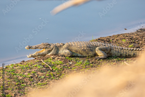 View of a formidable crocodile basking on the grassy riverbank with its jaws agape, revealing a cavern of teeth in Kakumbi, South Luangwa National Park, Zambia.