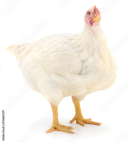 Obraz na płótnie White broiler chicken standing isolated on white background