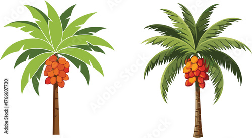 Date palm tree comparison, tropical fruit illustration, orange red dates, botanical drawing, frond texture, trunk detail, nature education, harvest season