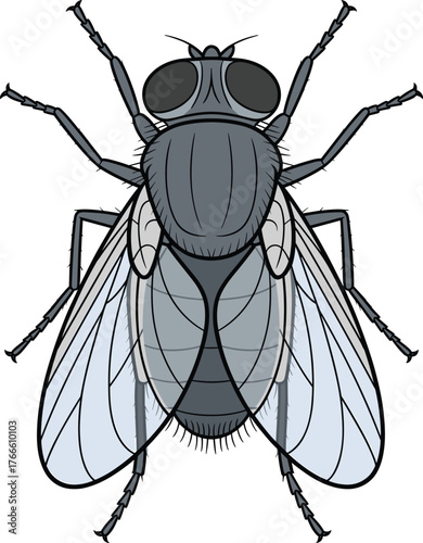 Housefly illustration, Musca domestica drawing, insect anatomy, entomology study, scientific biology artwork, detailed insect design, educational diagram, pest, nature, science
