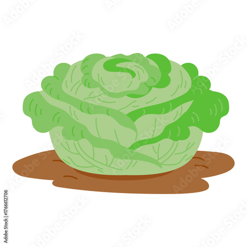 Vector illustration of a cabbage growing from soil. Flat style image isolated on white. Organic garden, farming, healthy food and eco-friendly agriculture concept.