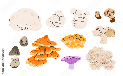 Cartoon mushrooms. edible forest mushrooms, giant puffball, shimeji, matsutake, paddy straw, nameko, hedgehog, chicken of the woods, blewit and cauliflower mushroom isolated vector illustration set.