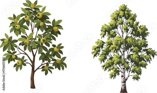 Fruit tree, birch tree, botanical comparison, green foliage, agriculture concept, nature illustration, garden plant, deciduous tree, tropical fruit, tree contrast