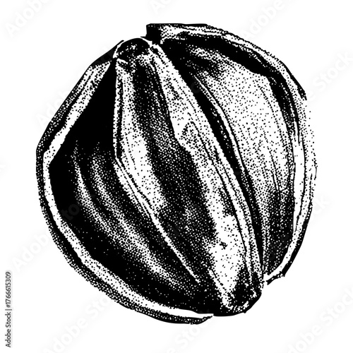 Walnut illustration texture in a still life