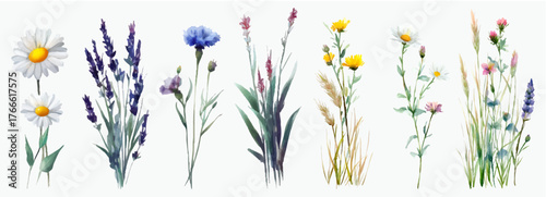 Wildflower bouquet watercolor illustration set, meadow botanical elements with daisies, lavender, cornflowers, and grass, creating a natural, vibrant, decorative collection