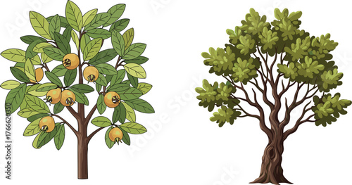 Loquat tree, leafy tree, botanical comparison, fruit-bearing plant, dense foliage, nature illustration, agriculture concept, garden scene, tropical tree, visual contrast