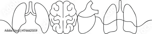 Line art human organs brain lungs heart vector