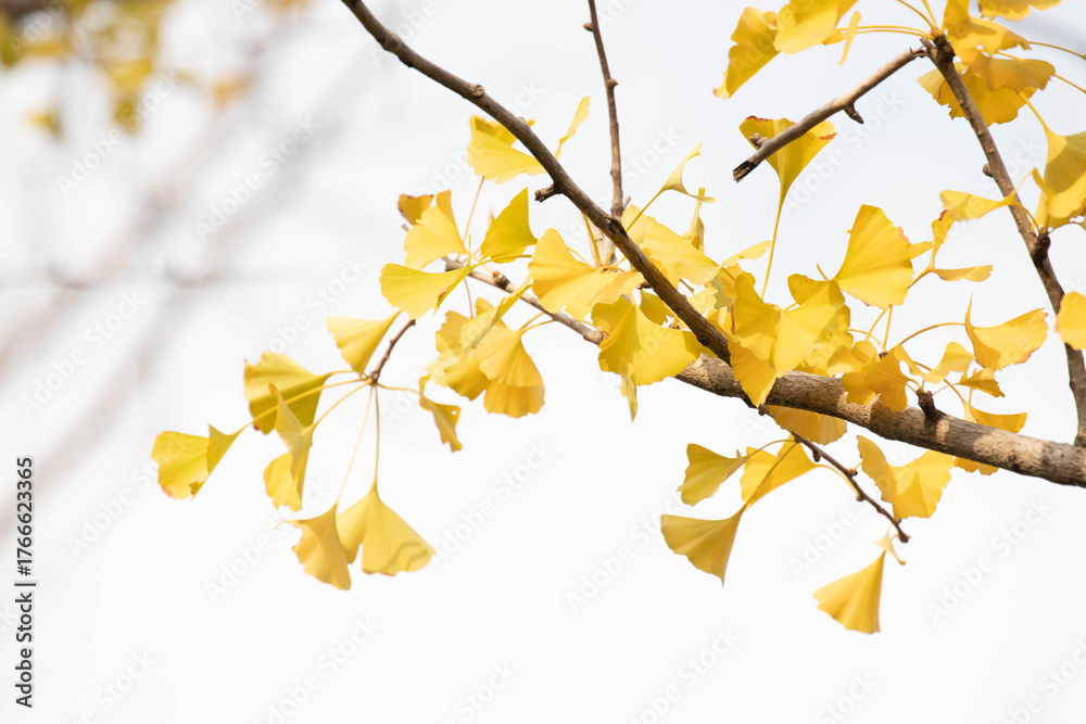 Obraz premium Autumn Concept, Golden Ginkgo Leaves