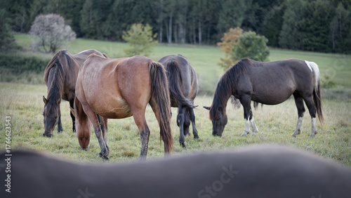 Fototapeta Naklejka Na Ścianę i Meble -  A herd of Hucul pony breed horses grazing grass. Beskidy, Poland, Europe.