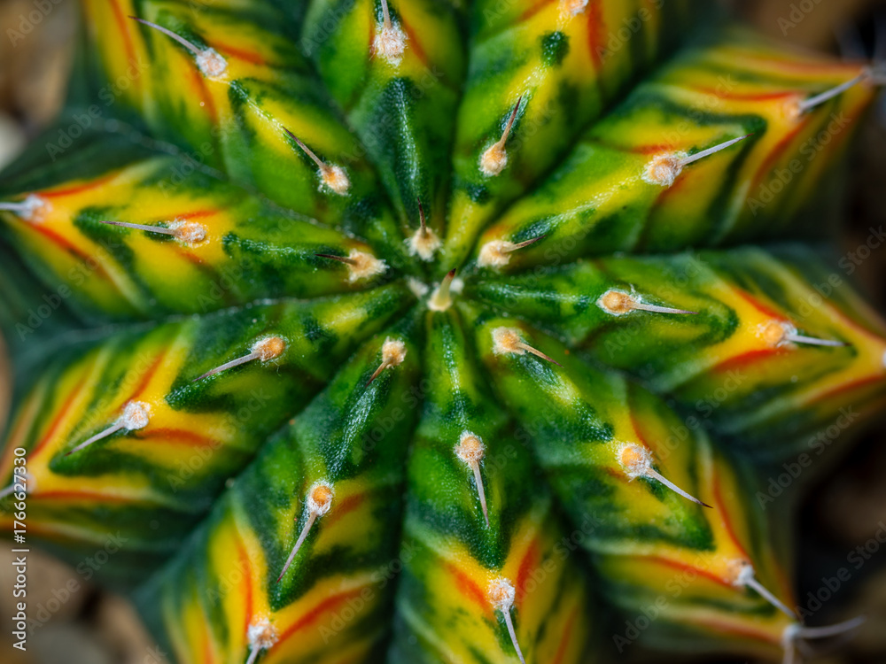 Obraz premium Round and fluffy around the sharp thorns on the variegated cactus