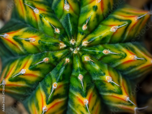 Round and fluffy around the sharp thorns on the variegated cactus