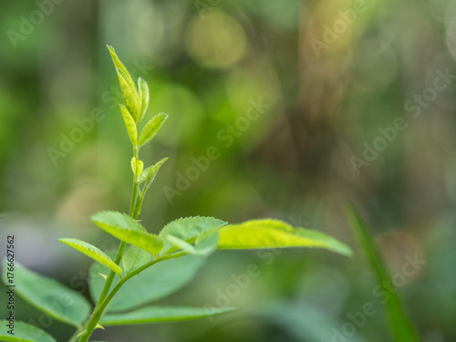 The tips and young leaves of rose branches in the garden.