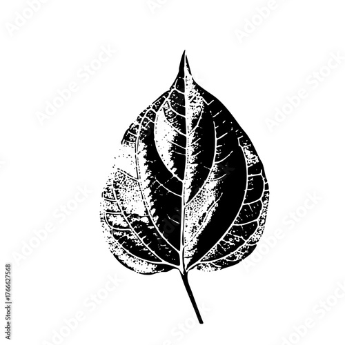 Leaf illustrates texture in botanical study