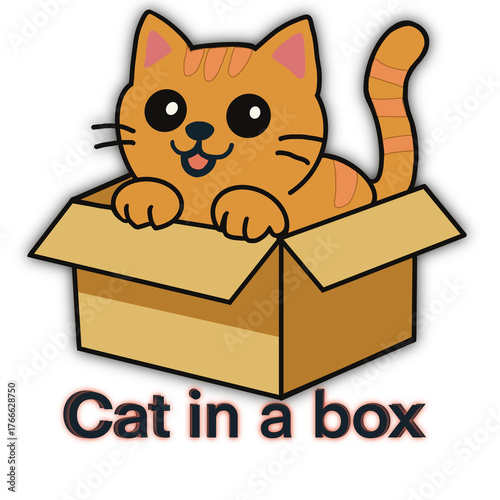  Cat in a box waiting food.