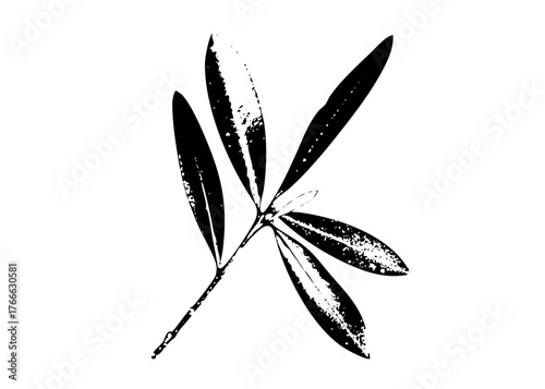 Olive branch illustrates peace in a botanical study