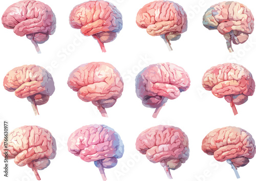 Watercolor Human Brain Clipart