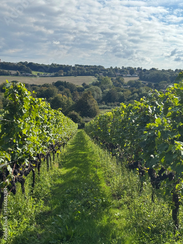 Rows of Pinot noir grapes on the vine