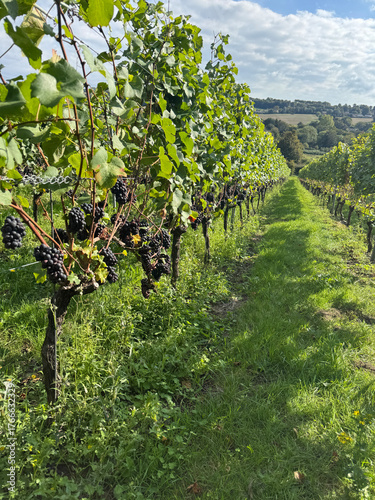 Wine industry, Pinot noir grapes on the vine