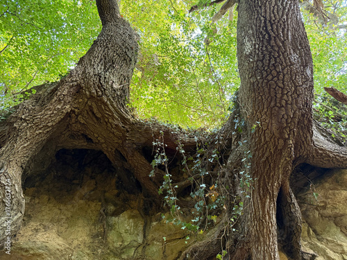 Tree roots exposed in a holloway, ancient sunken route, East Chinnock, Somerset, England