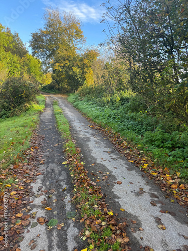 Narrow country lane in autumn, Somerset, UK