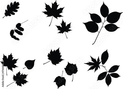 Black silhouette leaves and seed pods, various botanical shapes, serrated and lobed edges, plant identification concept, vector illustration design