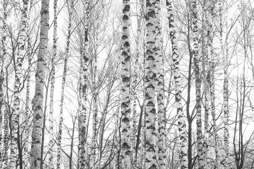black-and-white photo with white birches
