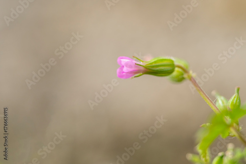 A delicate purple flower of Geranium purpureum emerges amidst lush green foliage showcasing its intricate petals and unique stem in a vibrant sunlit setting.