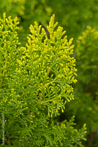 A set of Platycladus orientalis thuja branches with cones isolated on a white background. Design element for creating Christmas arrangements, collages, cards, patterns, frames.