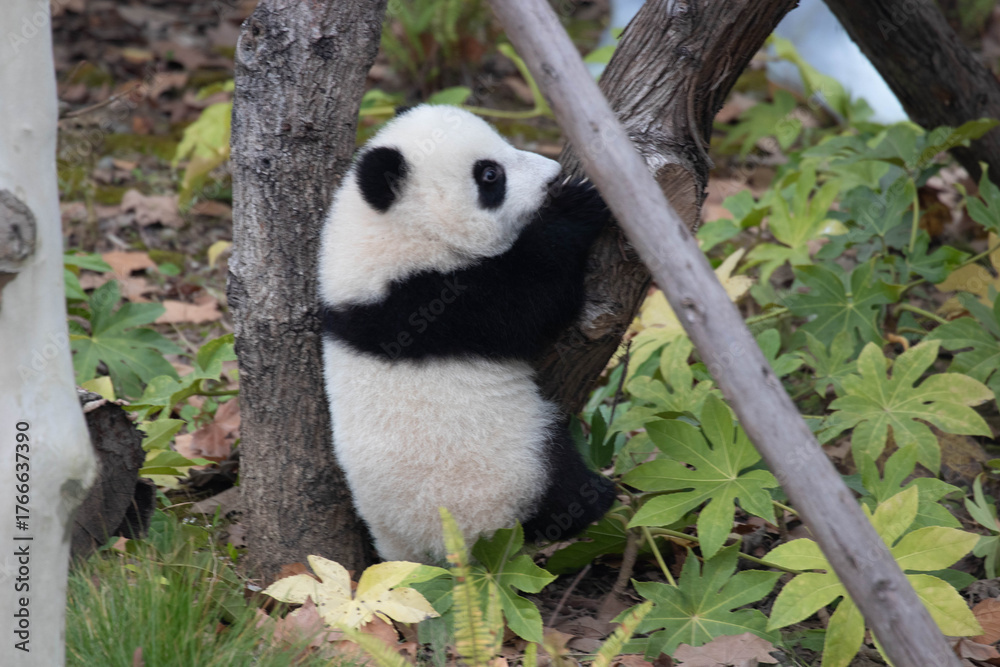 Obraz premium Little Baby Panda taking Sun Bath, Chengdu , China