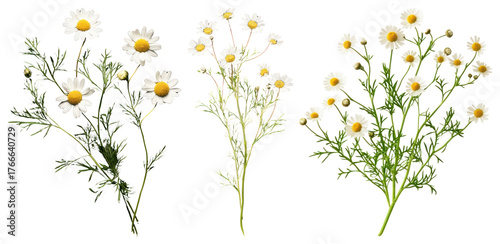 PNG Fresh chamomile blossoms arranged beautifully, element set on transparent background