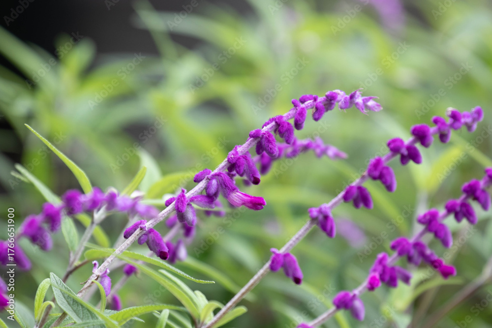 Fototapeta premium Close up purple flowers, Velvet Sage Blossoms